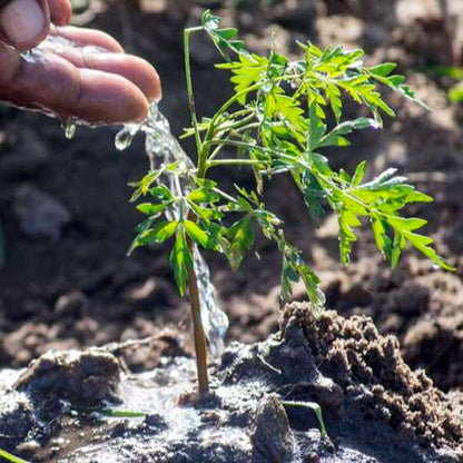 Plantar un árbol